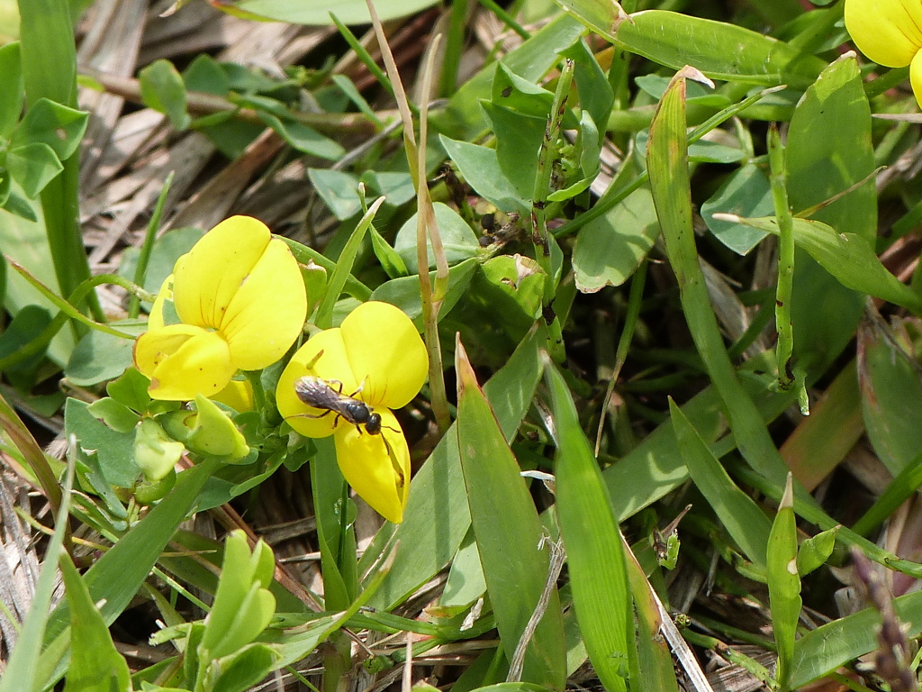 阿蘇草千里に東京では殆どないミヤコグサ