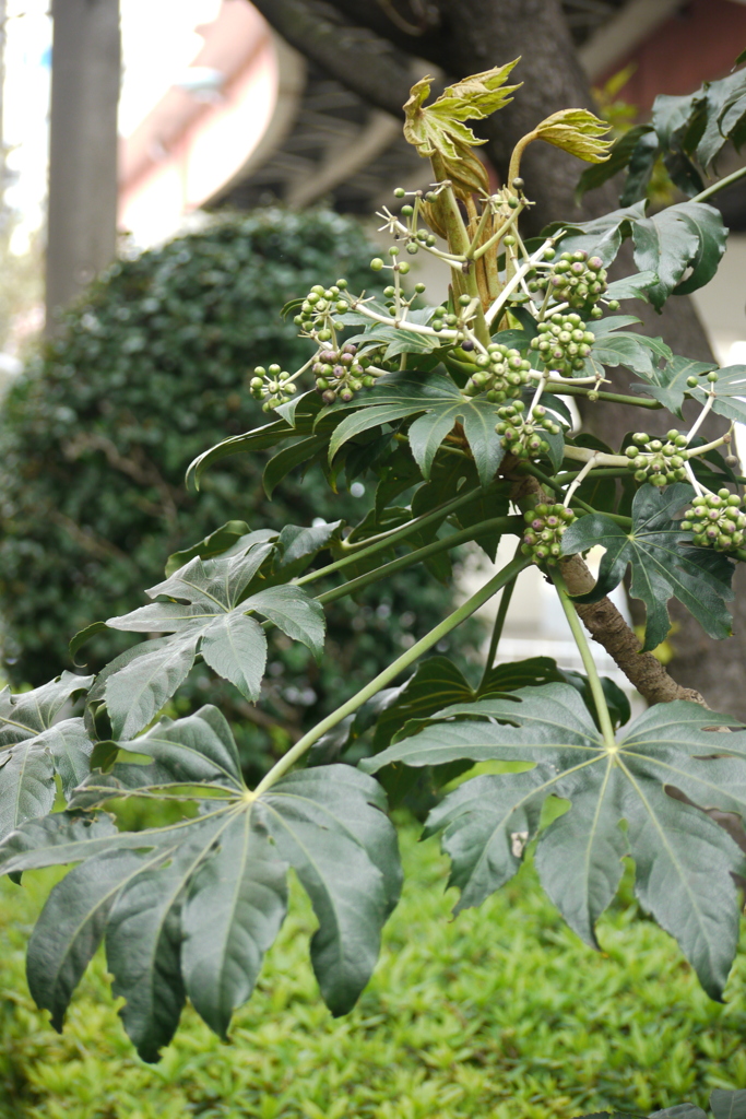 高速下の江北通りの新芽の八つ手