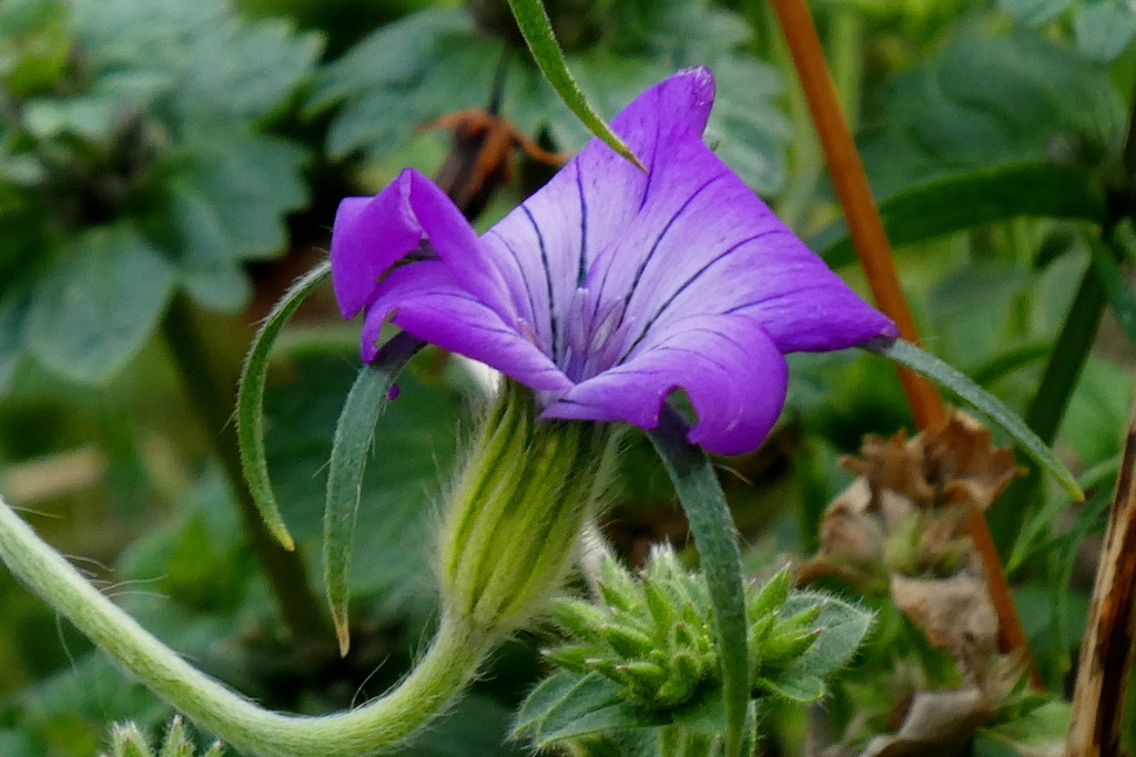 ムギナデシコまだ早いのに