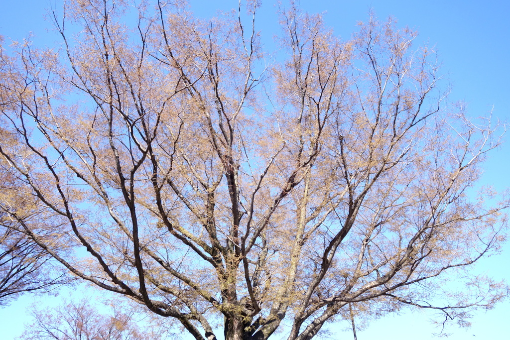 上野公園のオオ欅の芽生え
