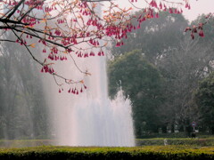 上野の噴水と寒緋桜