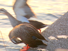 隅田川の春のカルガモ