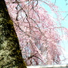上野の寛永寺境内の三春の滝桜