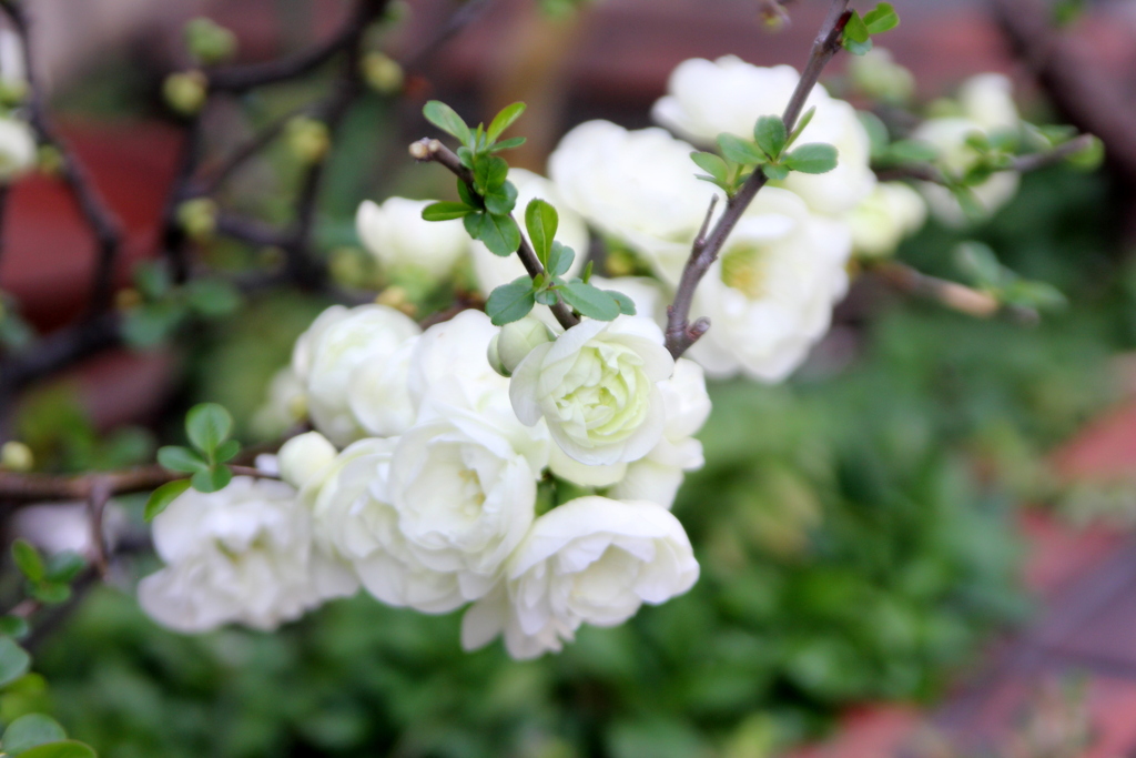 田端高台のマクロが効いてる白い木瓜