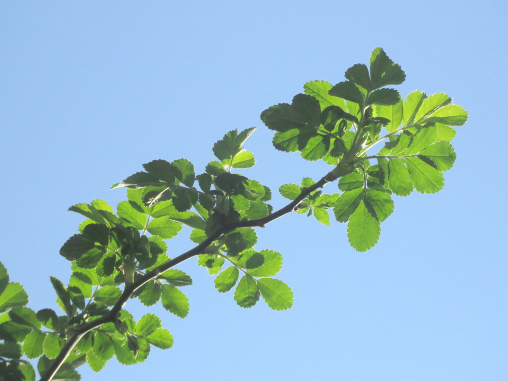 朝の野薔薇の葉