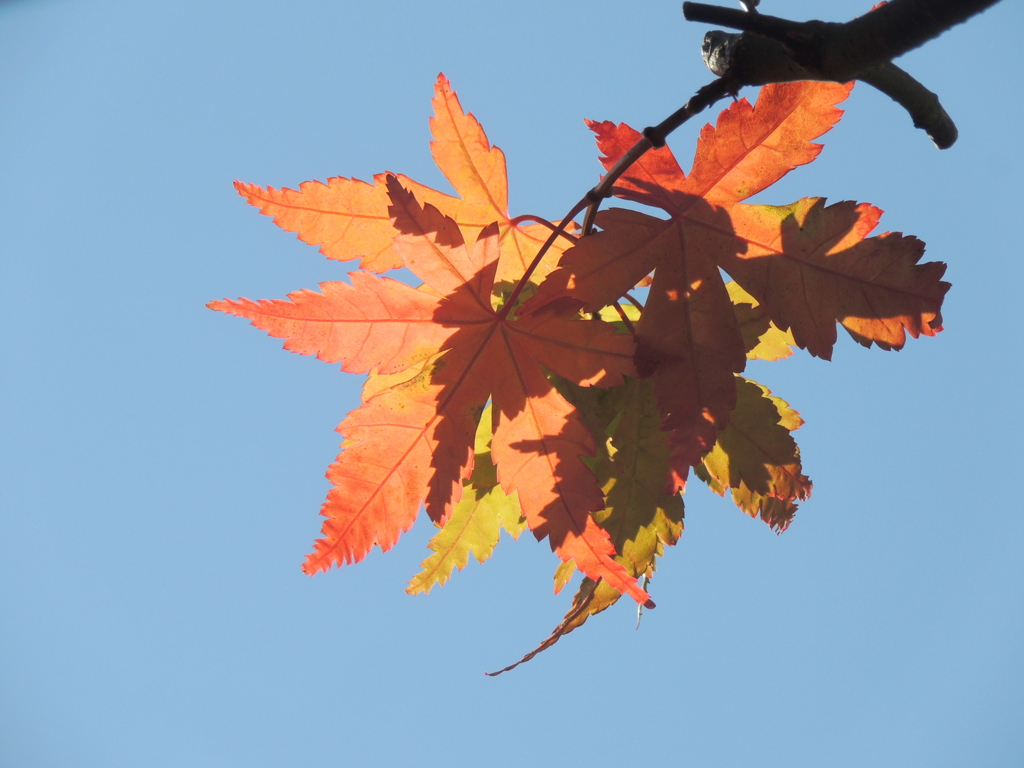 ’２３新春の千住の紅葉と青空