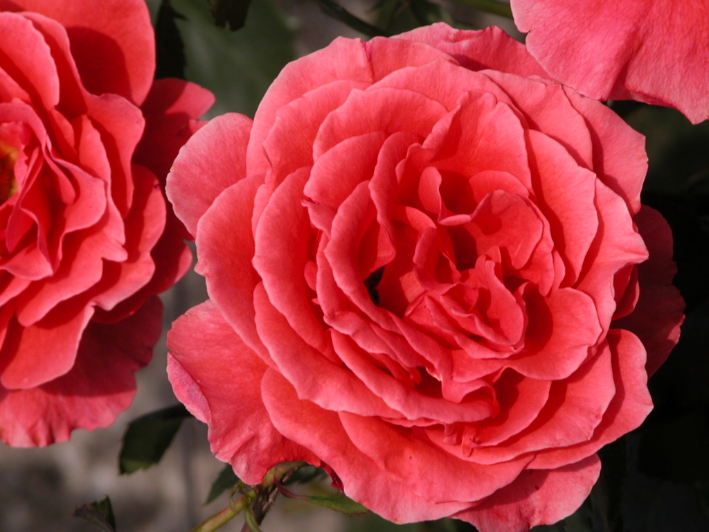 荒川遊園の薔薇１０