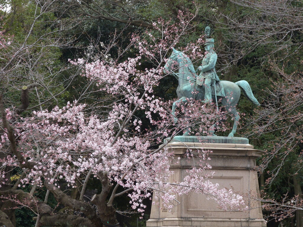上野恩賜公園の小松乙女の原木