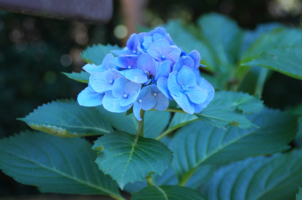 鹿島神宮の紫陽花