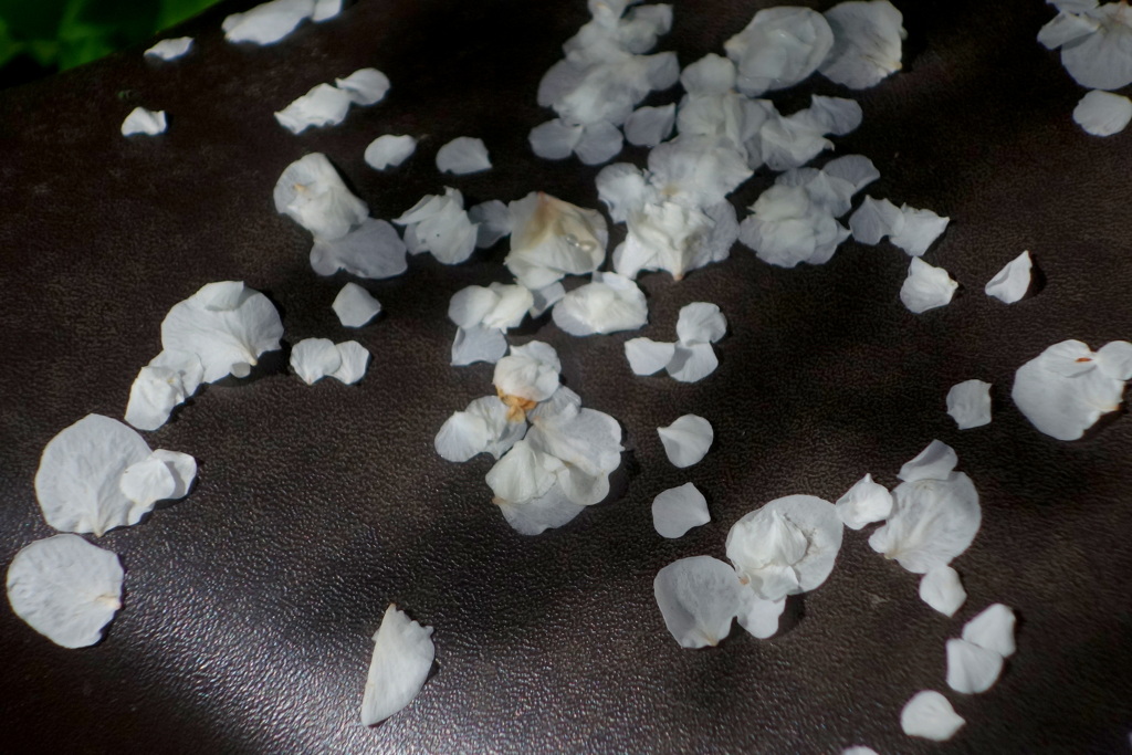 サドルの上の落ち雪柳