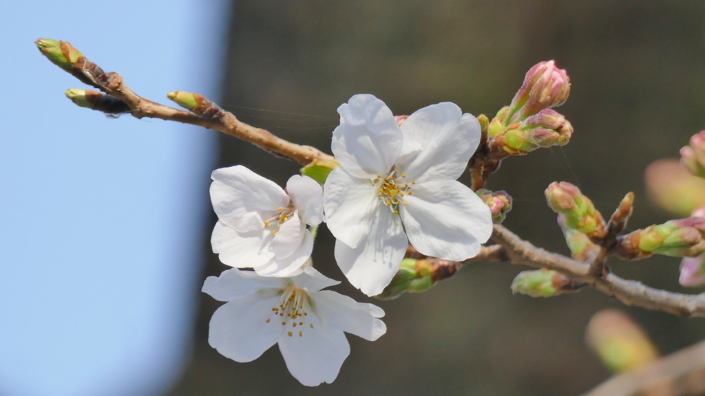八幡神社の染井吉野３輪