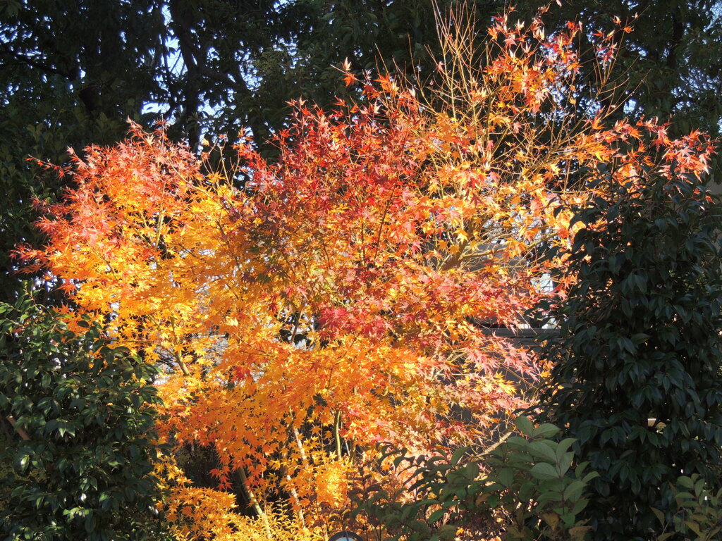 町屋のマンションの紅葉