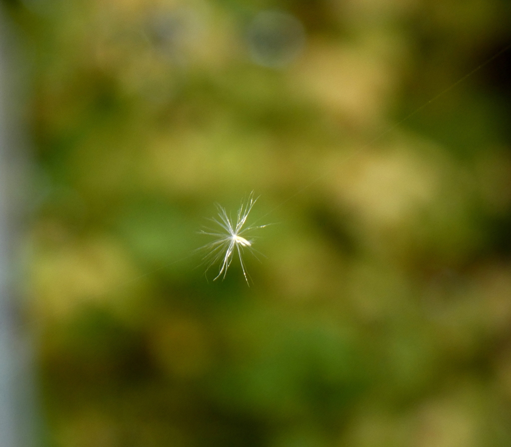 タンポポののような風媒花の種がクモの糸に引っかかった光景だと思うのですが