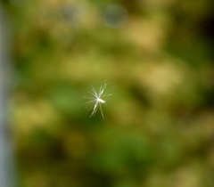 タンポポののような風媒花の種がクモの糸に引っかかった光景だと思うのですが