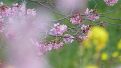 荒川堤のみやび