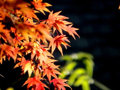 病院の近くの江北１丁目公園の紅葉
