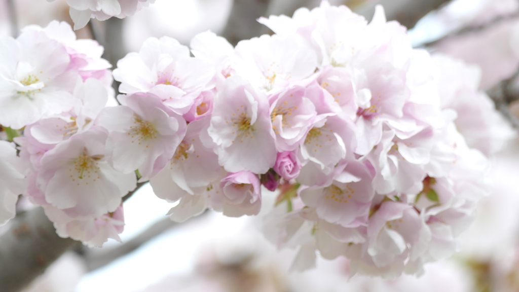 里ザクラの高砂満開