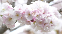 里ザクラの高砂満開