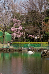 人工池池のハクチョウとツバキカン桜