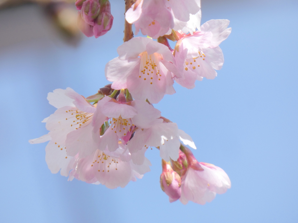 春の陽光を浴びる月見寺前のオオカンザクラ