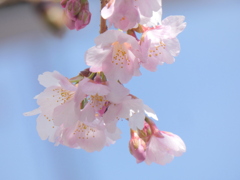 春の陽光を浴びる月見寺前のオオカンザクラ