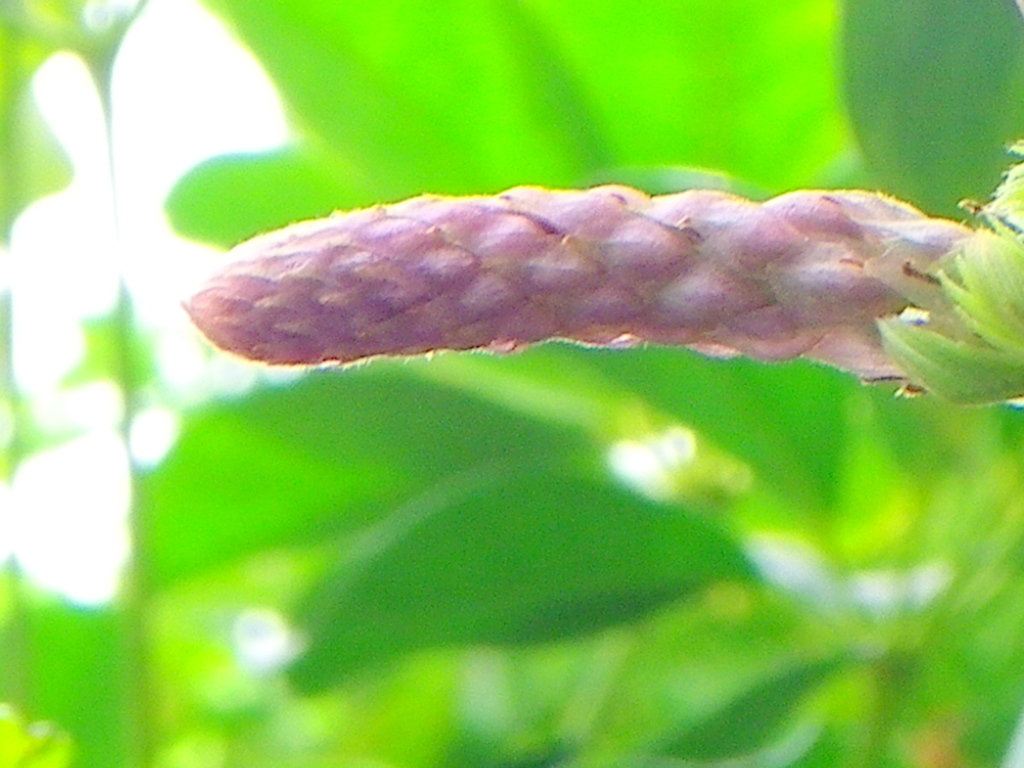 藤の蕾