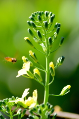ぶろっこりーのはな