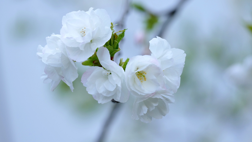 荒川土手千住新橋サイドの里ザクラの白妙
