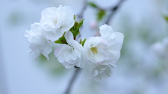 荒川土手千住新橋サイドの里ザクラの白妙