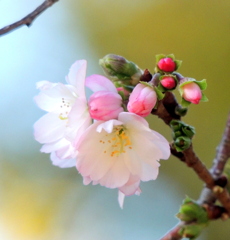 十月桜の蕊