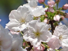 遅咲きの千里香る桜