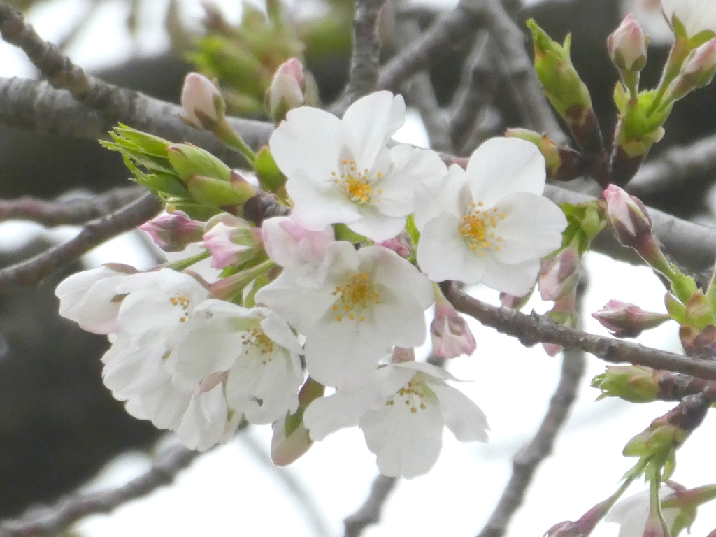 小石川植物園のソメイヨシノ・三島桜