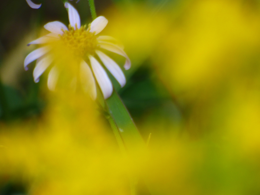 都内の河原の秋