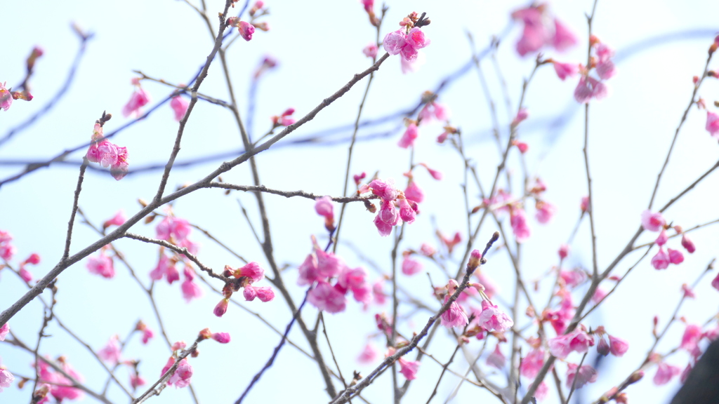 寒緋桜の種類疎らに咲く