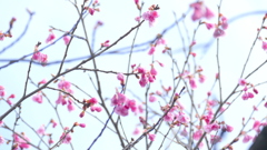 寒緋桜の種類疎らに咲く