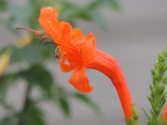 赤いひめのうぜんかずら