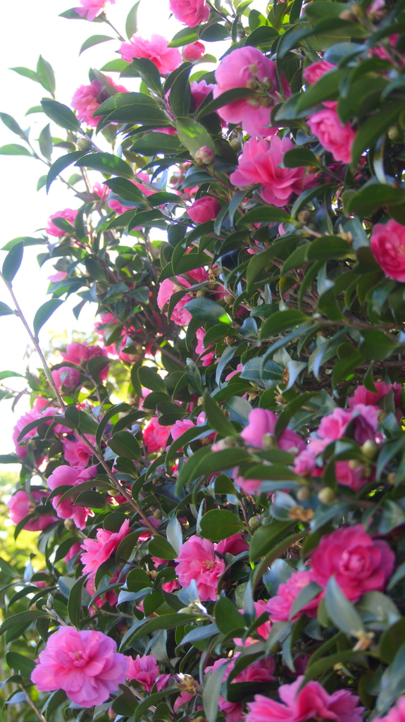 朝だけしか日の当たらない坂道の乙女山茶花