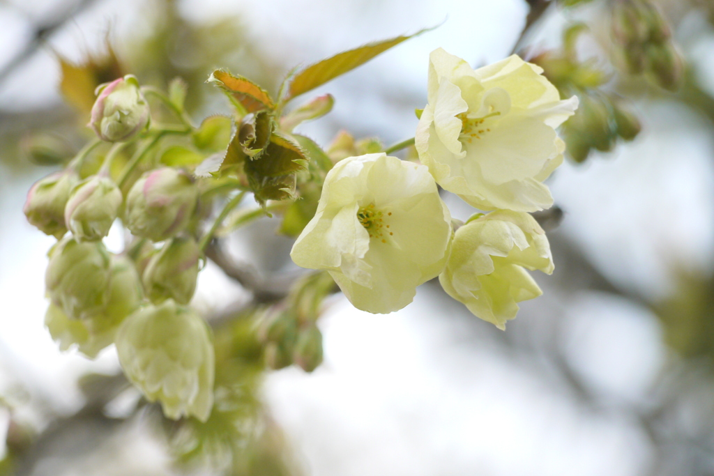 千住桜木公園の鬱金桜