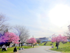 隅田川水神大橋を見る汐入公園の河津桜