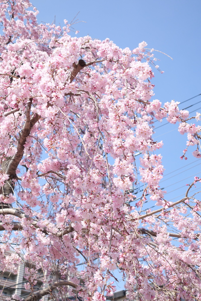 町屋の満開の紅枝垂桜
