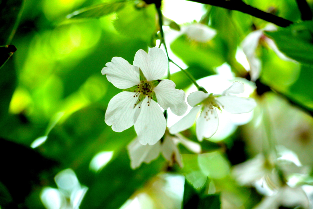大島桜の花脈