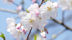 都市農業公園のソメイヨシノ・アメリカ