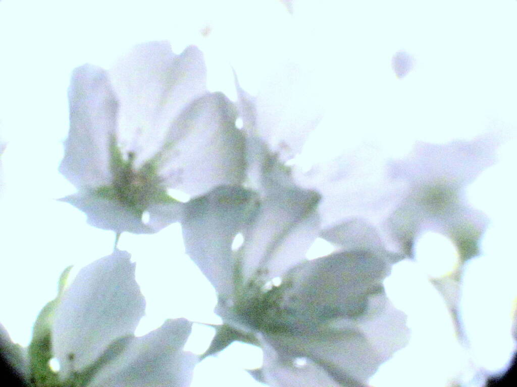 雨上がりの大島桜