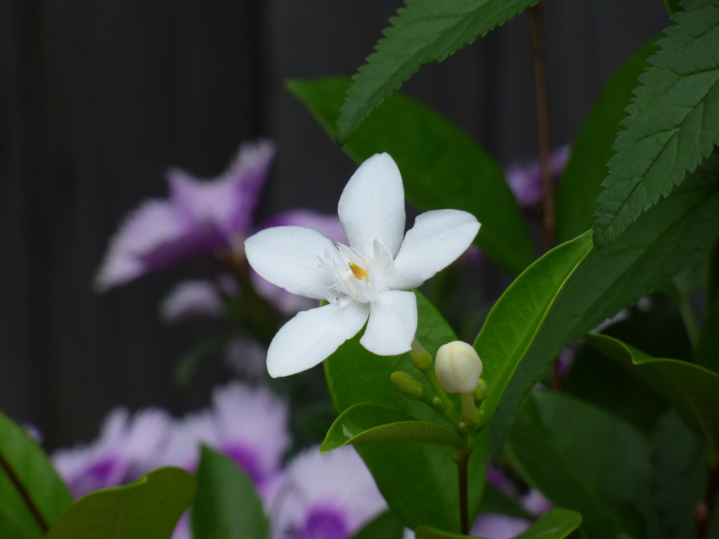 比較的珍しい花、セイロンライティア