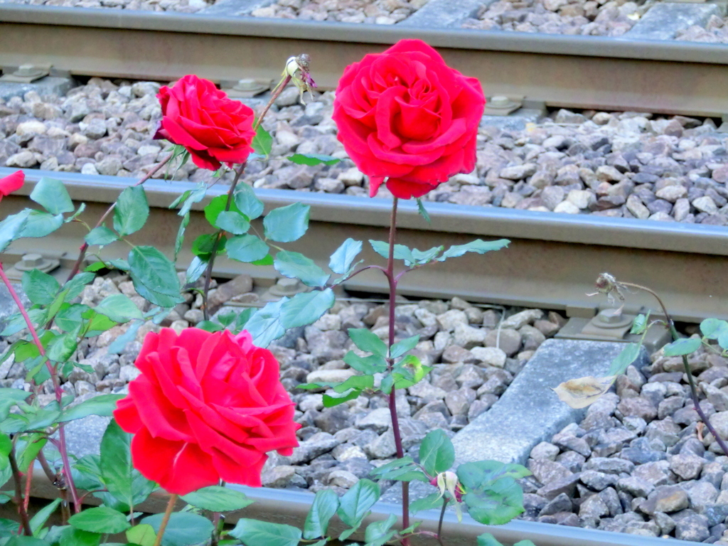 都電荒川線のレールの赤薔薇