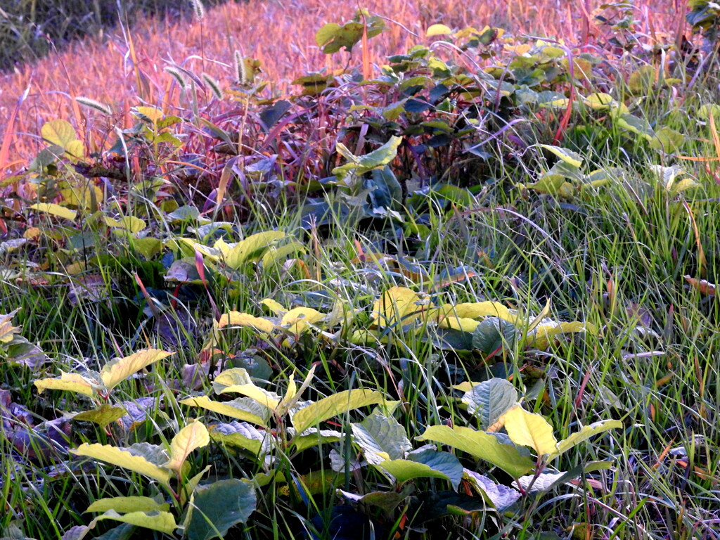 夕焼けのイタドリの葉と草紅葉