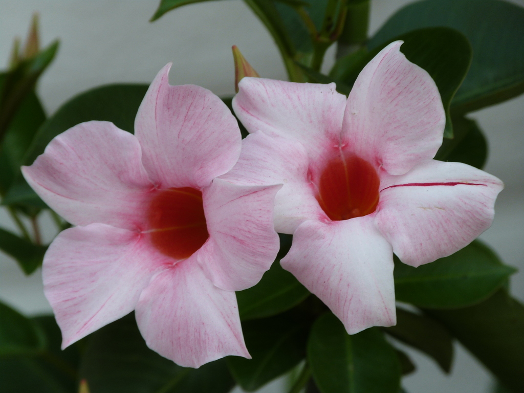 熊本のマンデビラのピンク