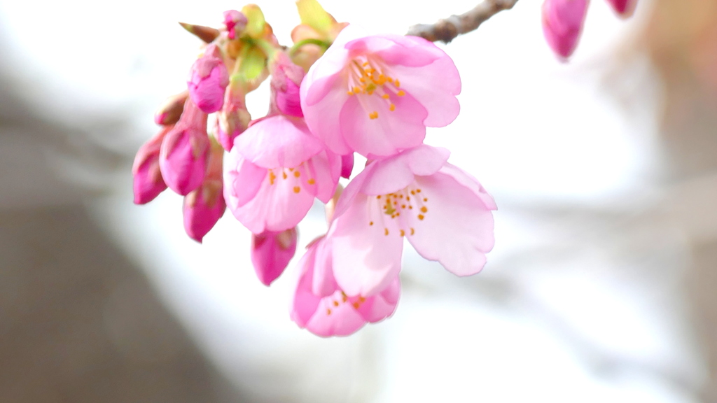 オオカンザクラの種類