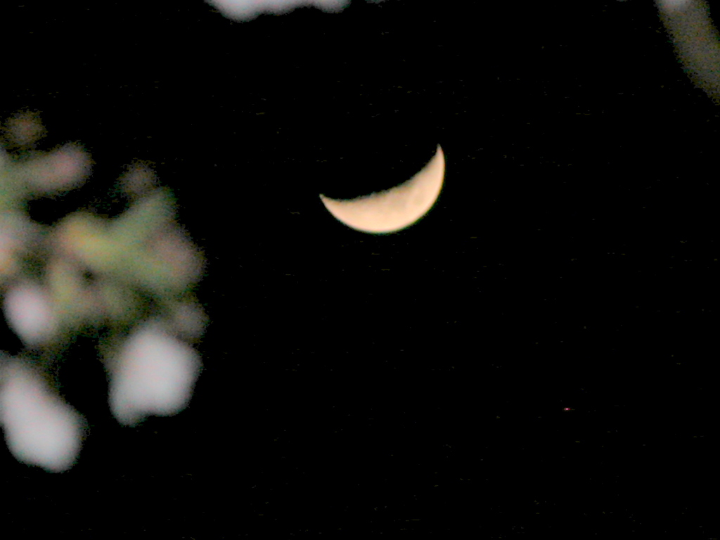 夜のソメイヨシノと月と明星