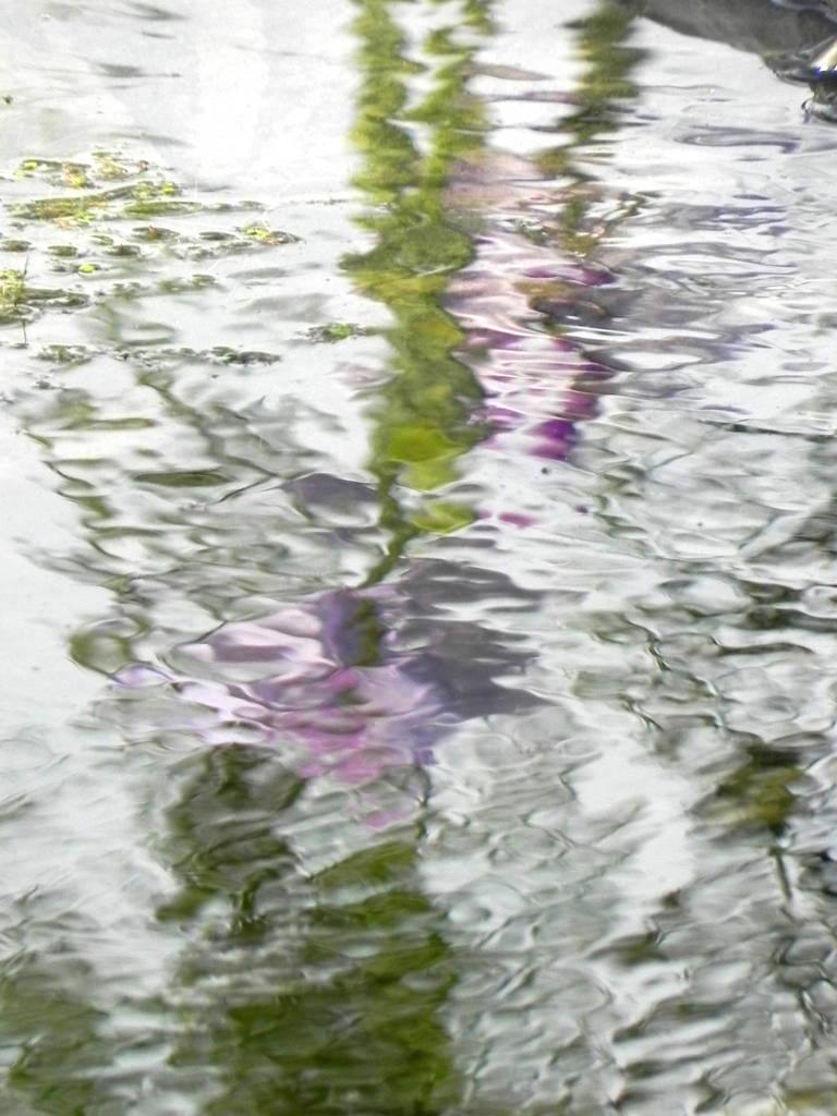 すいめんの花